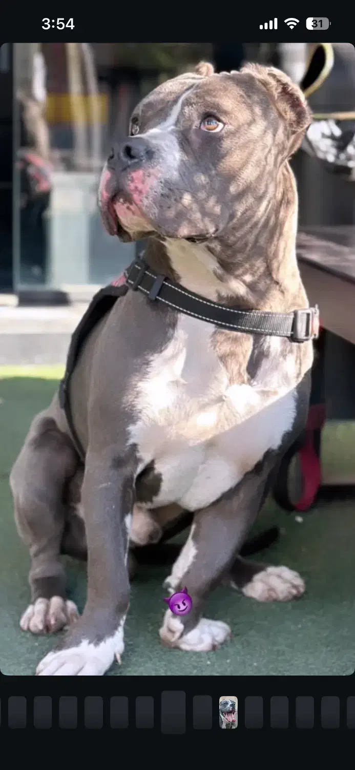 پیتبول نر اماده جفتگیری|سگ|رشت, پستک|دیوار