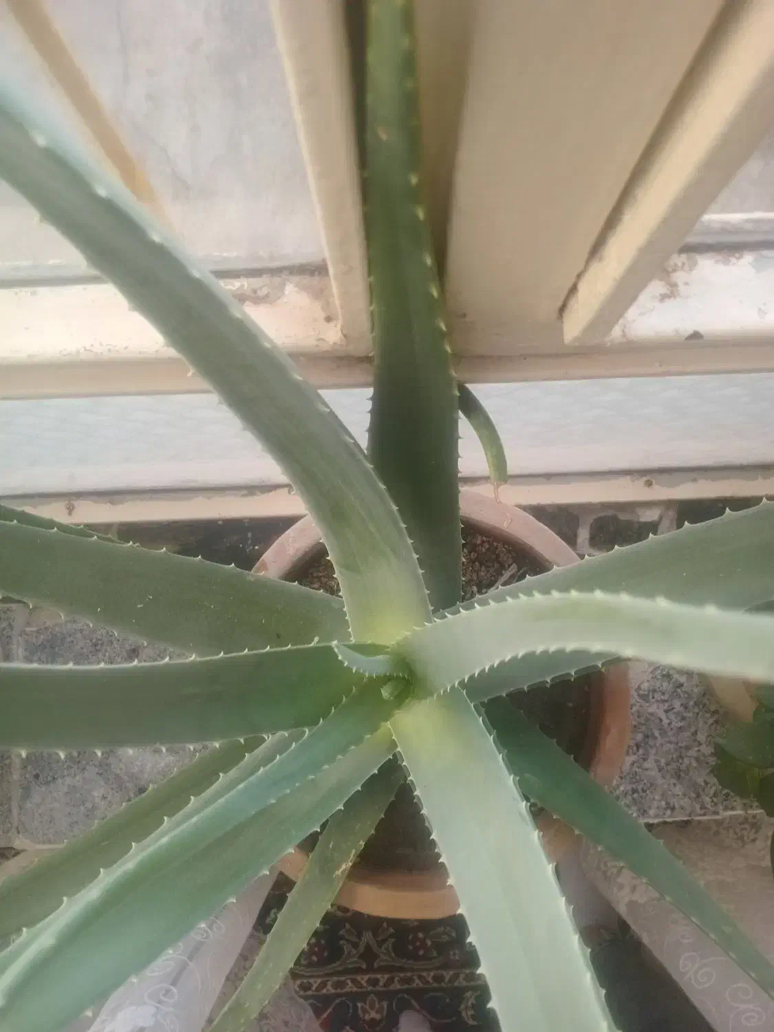 گل الوورا فروشی|گل و گیاه طبیعی|ارومیه, |دیوار