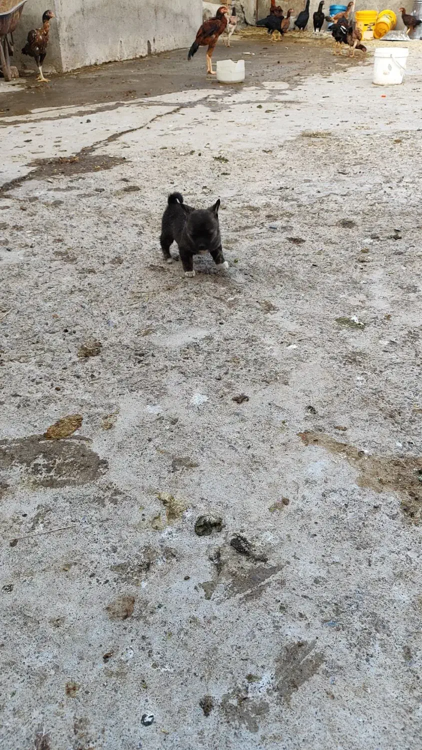 فروش پاکوتاه فیندو ریز و کوچک|سگ|میانه, |دیوار