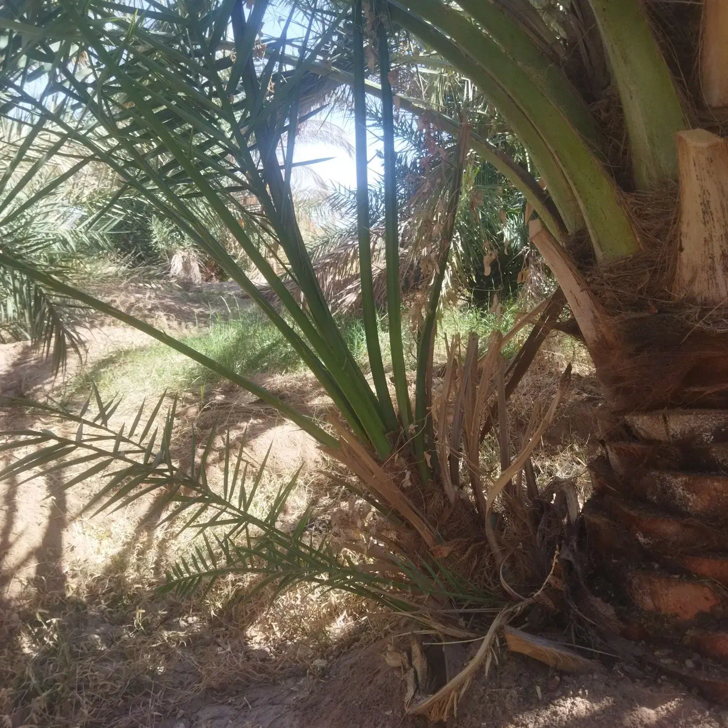 پاچوش ( جنگ ) پیارم|گل و گیاه طبیعی|گنبکی, |دیوار