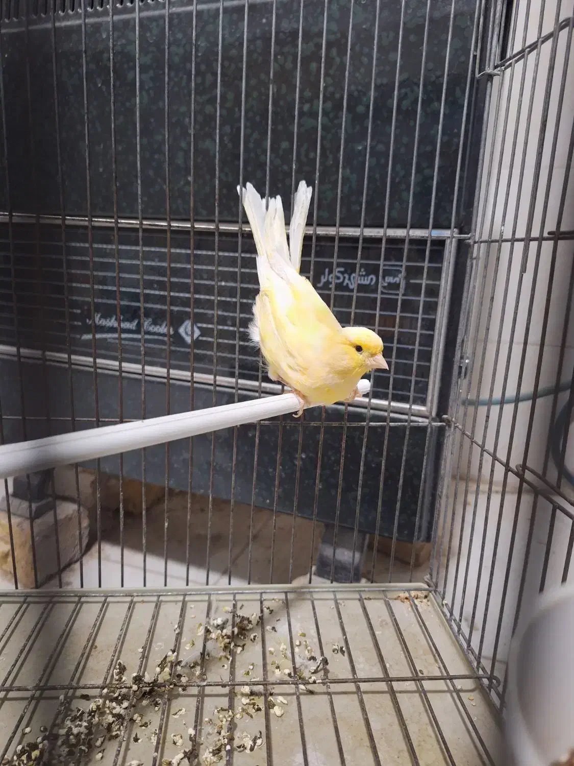 قناری ماده  آماده|پرنده|کاشان, فاز ۲ ناجی آباد|دیوار