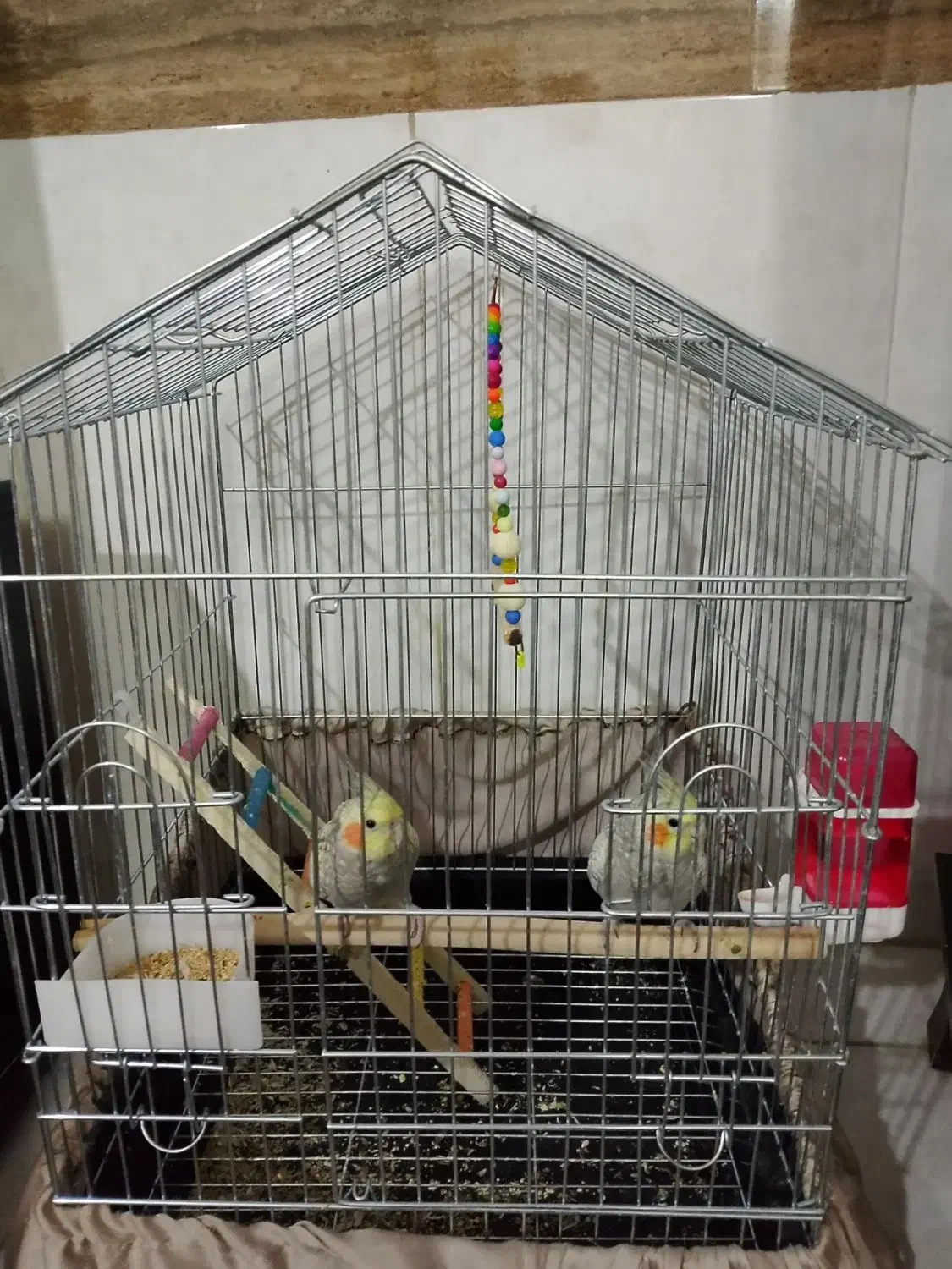 عروس هلندی|پرنده|پاکدشت, پاکدشت (مامازند)|دیوار