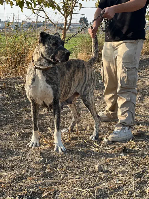 سگ ماده خراسانی سرابی کانگال آلابای|سگ|ری, فیروزآباد|دیوار