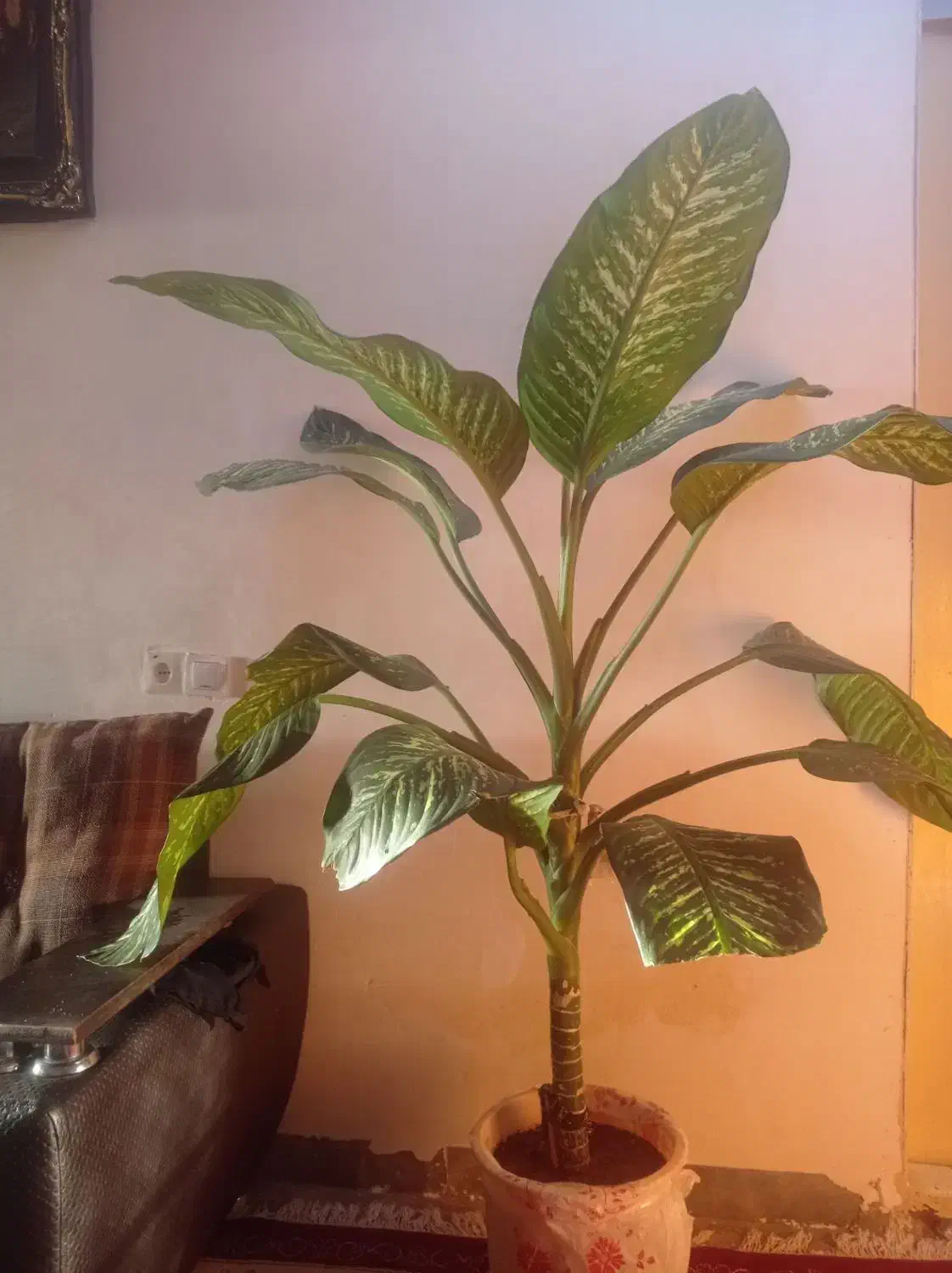 گل خانگی|گل و گیاه طبیعی|کوهدشت, |دیوار