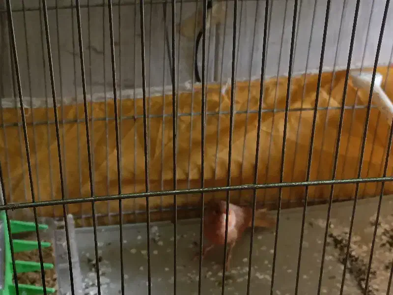 قناری دارچینی|پرنده|مبارکه, |دیوار