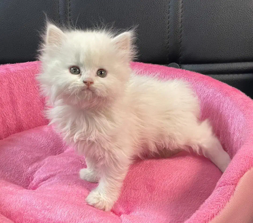 بچه. گربه. اصیل اماده واگذاری|گربه|تهران, صادقیه|دیوار