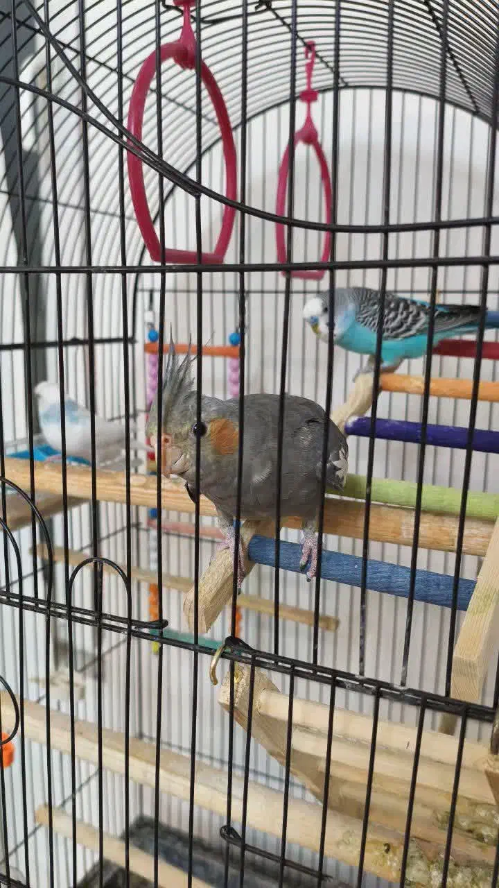 عروس هلندی|پرنده|اسلام‌شهر, شهرک قائمیه|دیوار