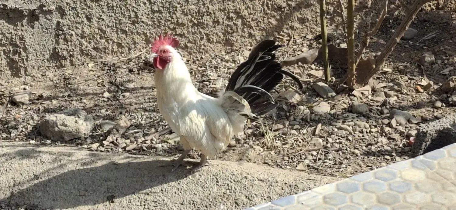 سه عدد خروس مینیاتوری|حیوانات مزرعه|پاکدشت, پاکدشت (مامازند)|دیوار