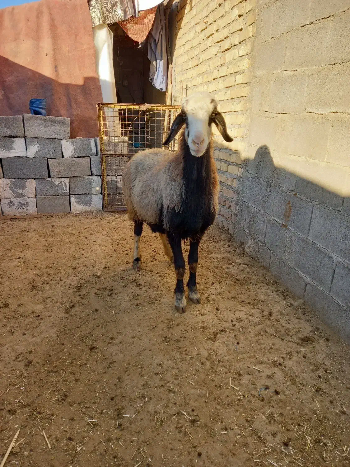 میش فروشی|حیوانات مزرعه|دهدشت, |دیوار