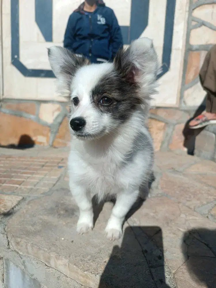 سگ پامر اشپیتز|سگ|کرمانشاه, |دیوار