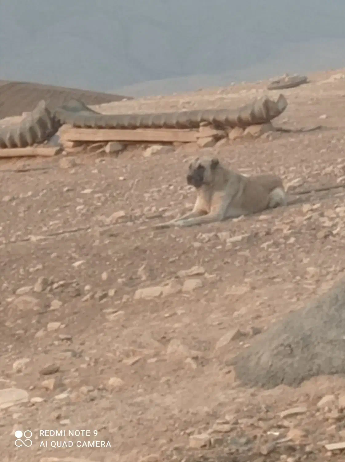 سگ پژدر|سگ|کرمانشاه, |دیوار