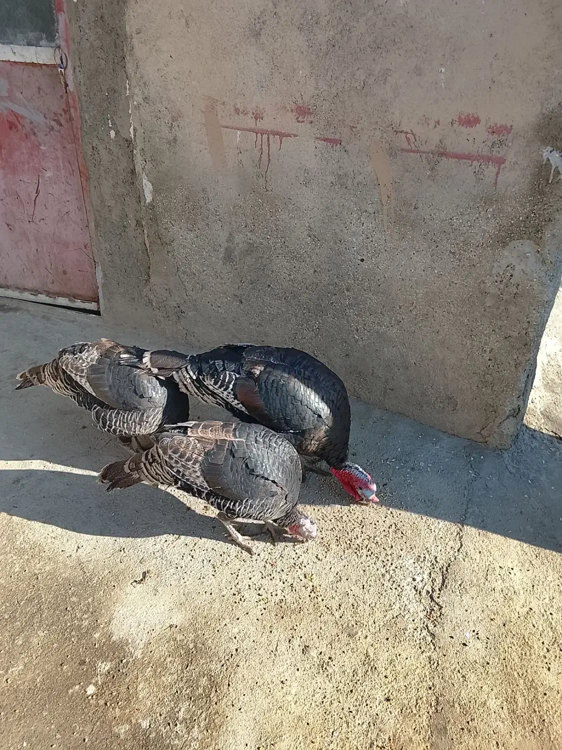 بوقلمون|حیوانات مزرعه|شیروان (لرستان), |دیوار