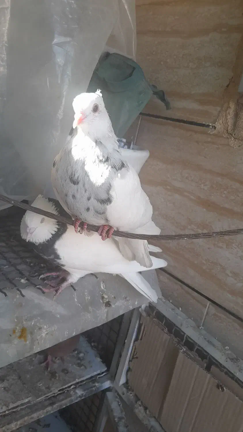 طوقی ۳ عدد|پرنده|ایذه, |دیوار