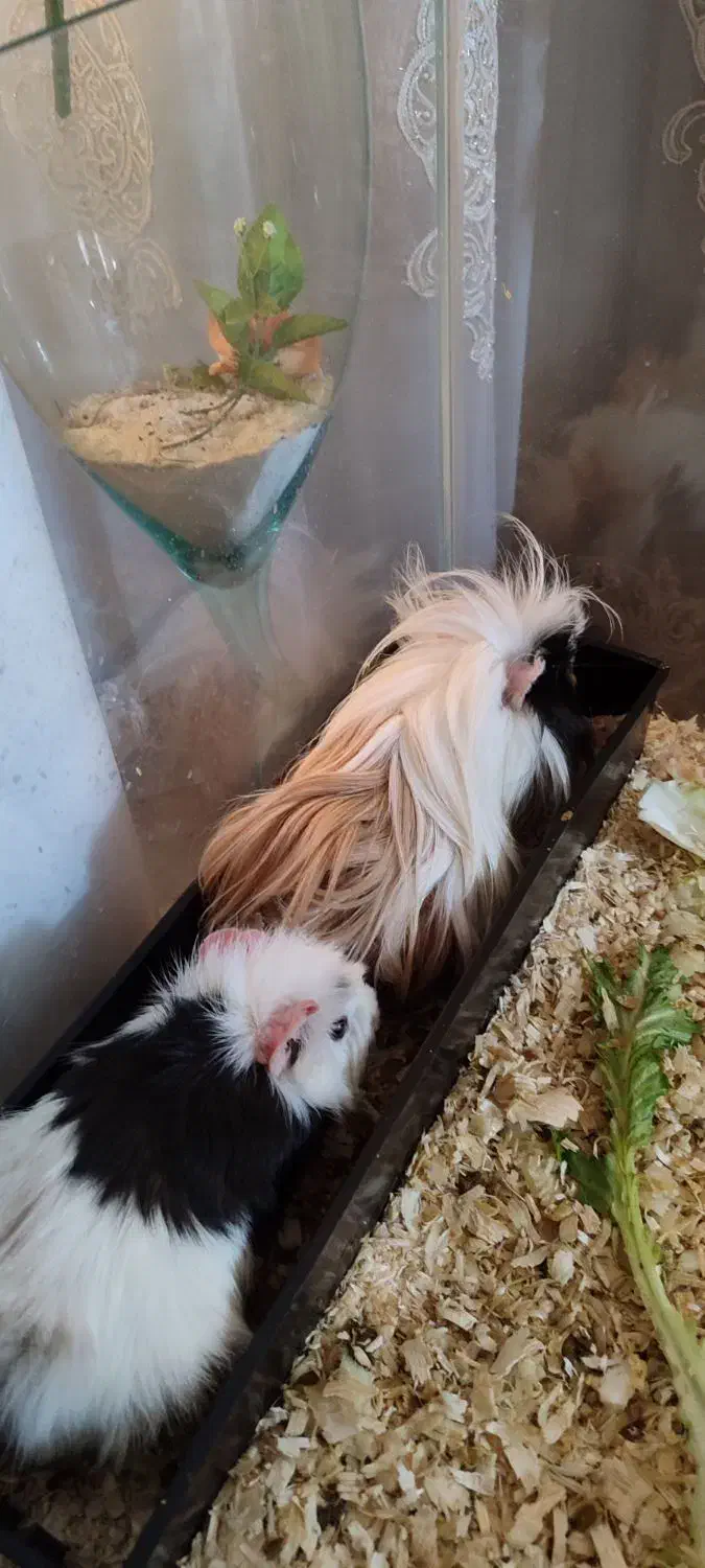 یک جفت خوکچه هندی|موش و خرگوش|اندیمشک, |دیوار