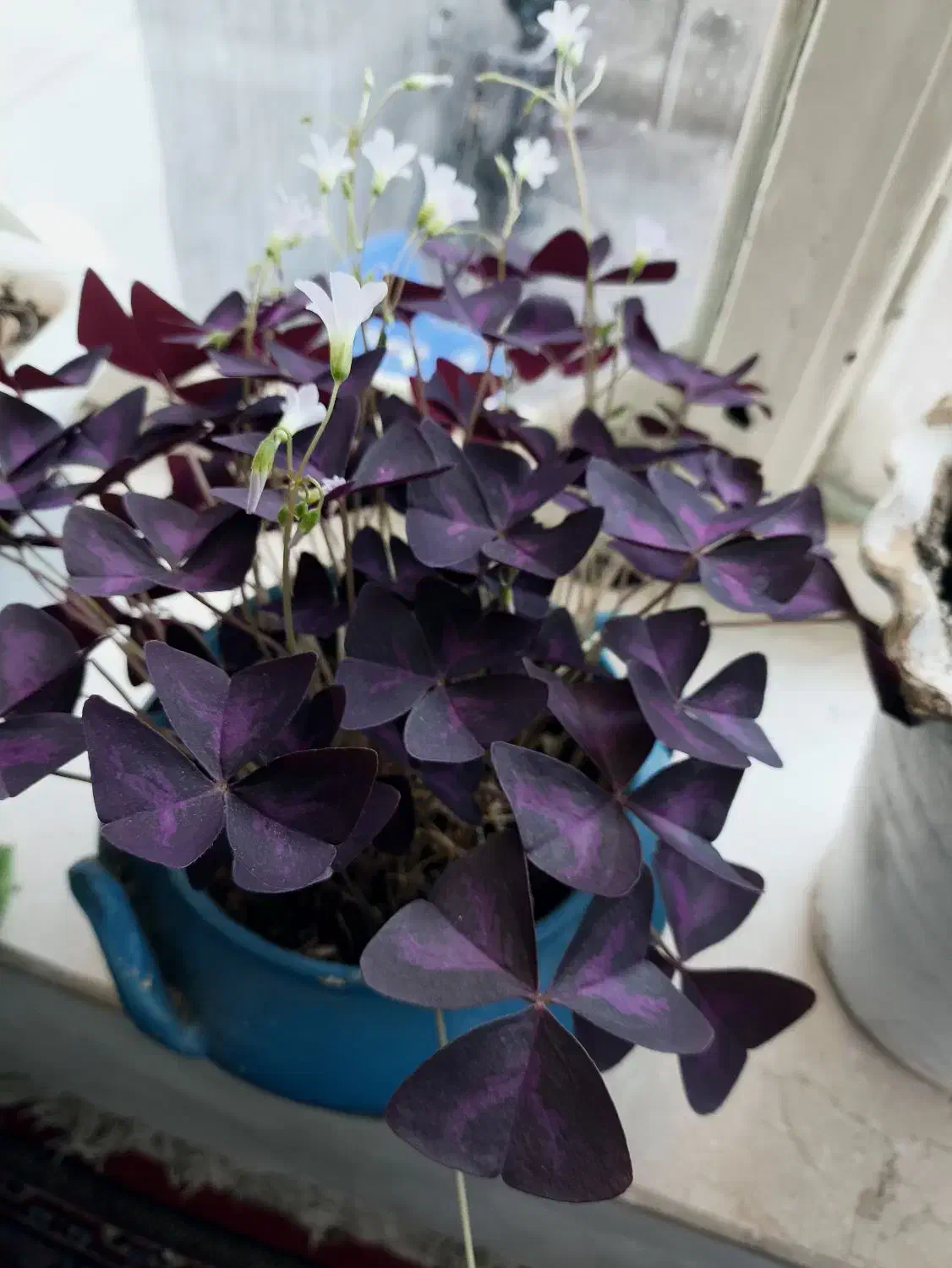 گل ‌|گل و گیاه طبیعی|میاندوآب, |دیوار