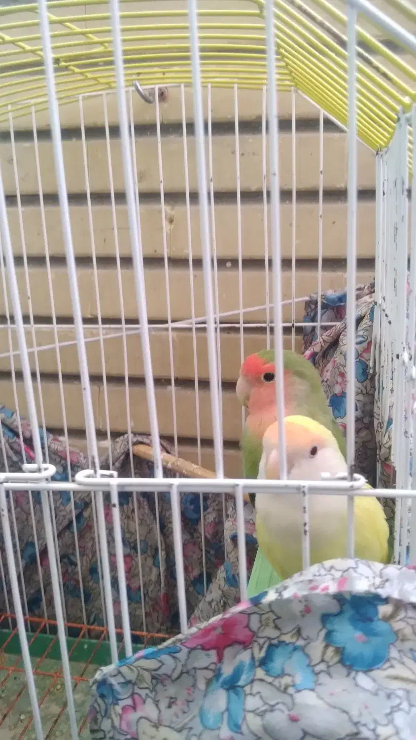 طوطی برزیلی|پرنده|اندیشه, اندیشه فاز ۱|دیوار