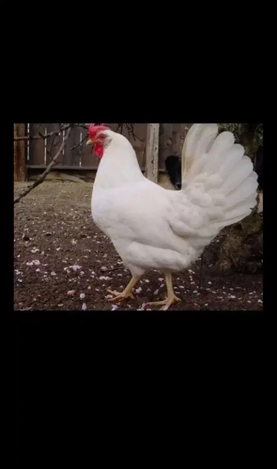 مرغ تخمگذار سفید|حیوانات مزرعه|مشهد, سیلو|دیوار