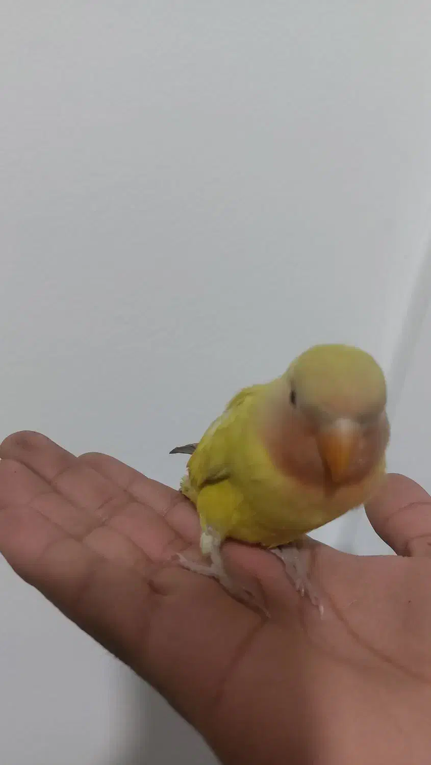 طوطی کوتوله برزیلی|پرنده|مشهد, شفا|دیوار