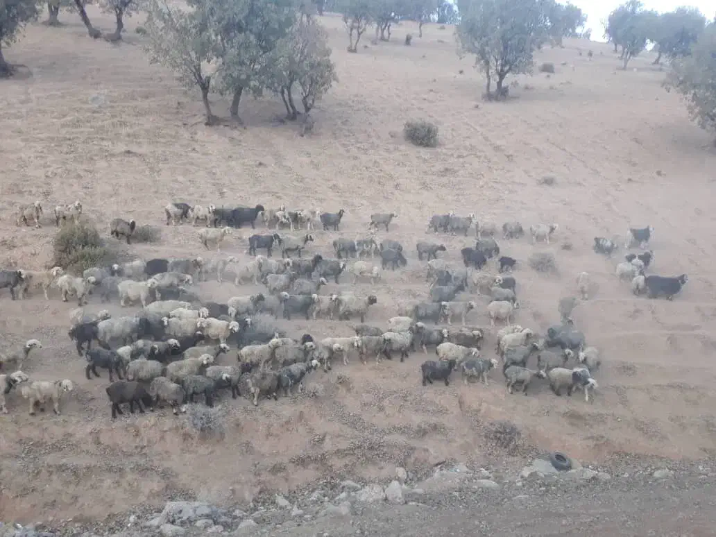 میش وبره ودوبور قوچ|حیوانات مزرعه|میانکوه, |دیوار