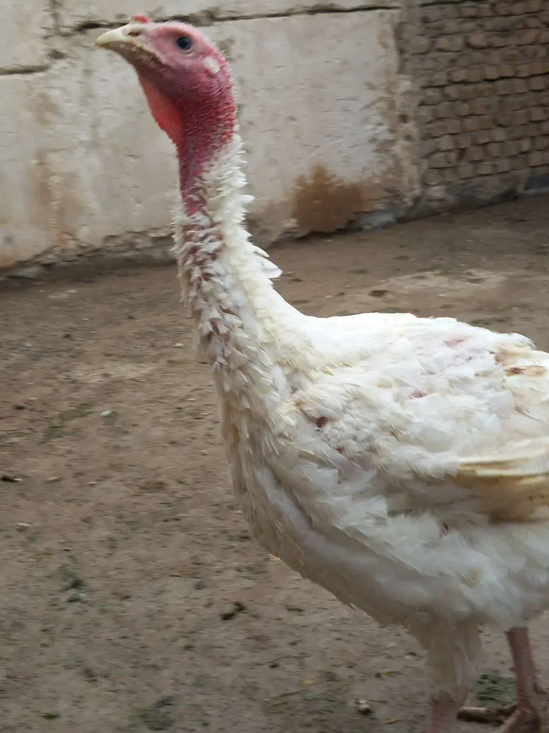 بوقلمون بیوتی|حیوانات مزرعه|رباط‌کریم, رباط‌کریم|دیوار