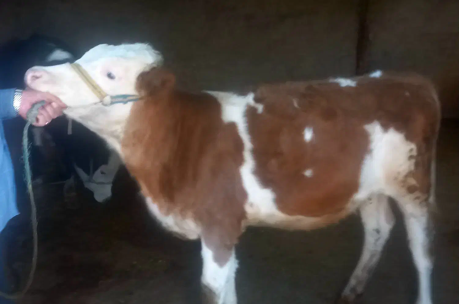 دو گوساله سیمینتال|حیوانات مزرعه|خرمآباد, |دیوار