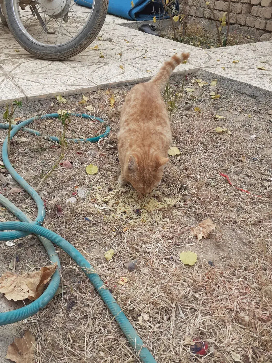 گربه سه ماهه نر|گربه|باغ بهادران, |دیوار