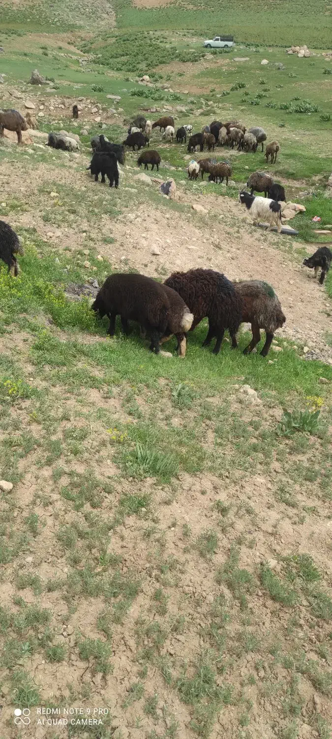 قوچ و بره|حیوانات مزرعه|شیدا, |دیوار