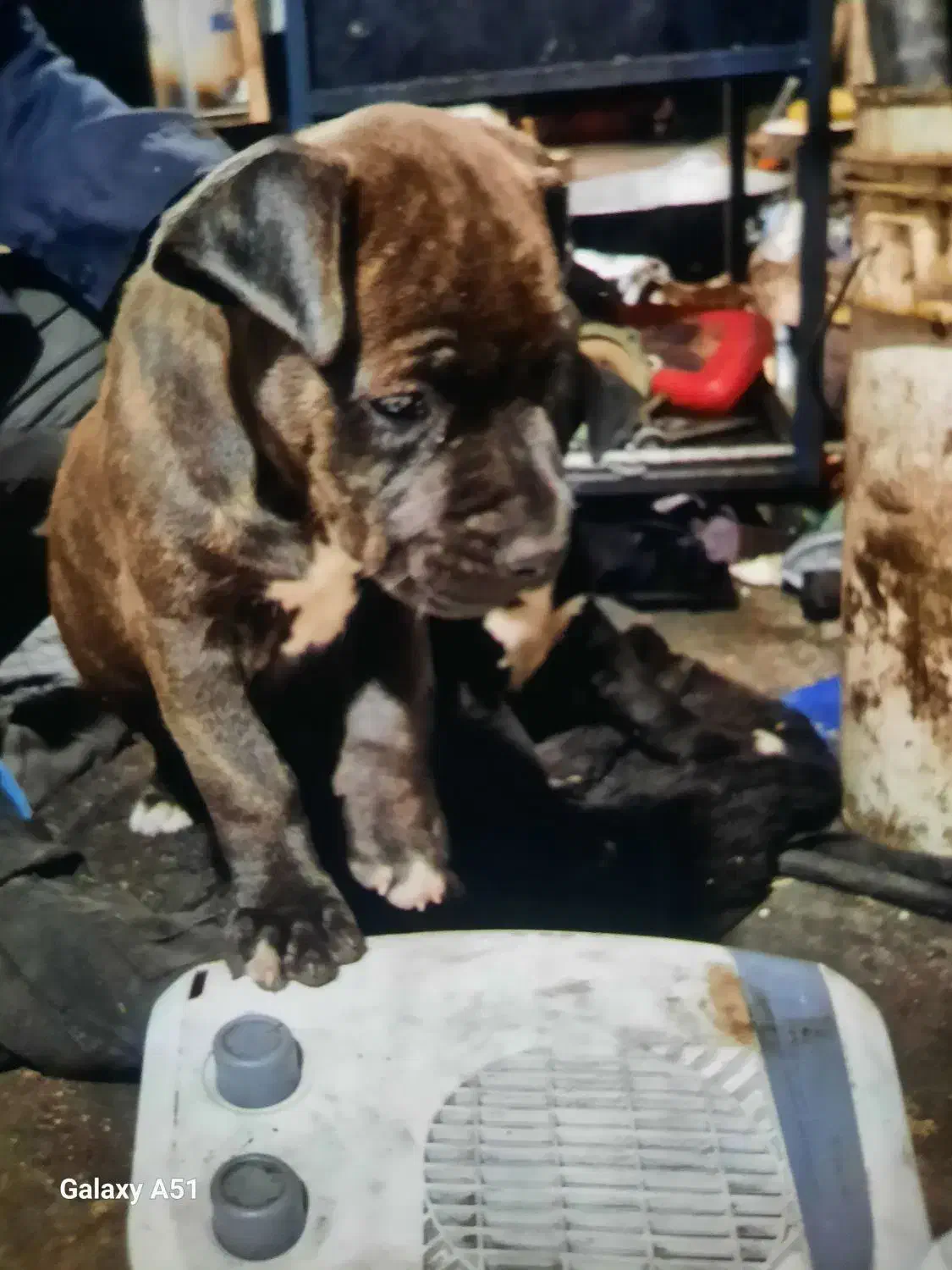 طوله امریکن بلو دو ماهه نر و ماده|سگ|رشت, یخسازی|دیوار