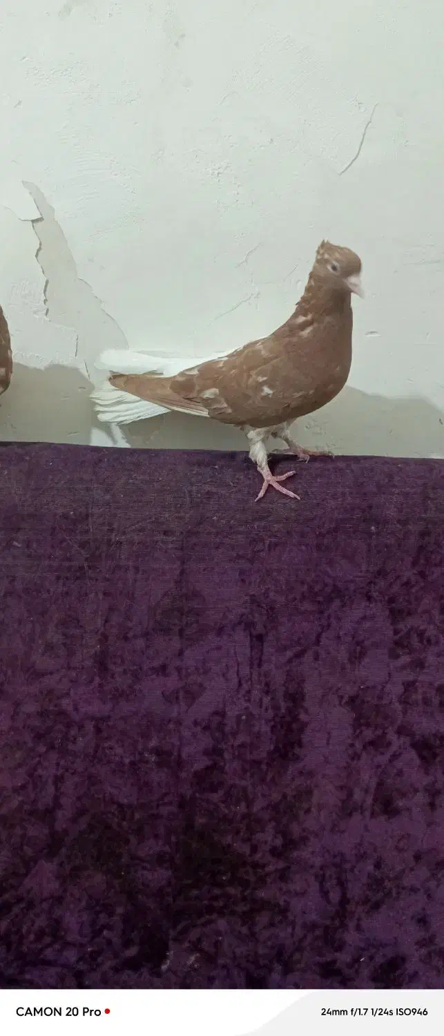 چپ دم سفید جفت خواهر برادر|پرنده|اهواز, فتح|دیوار