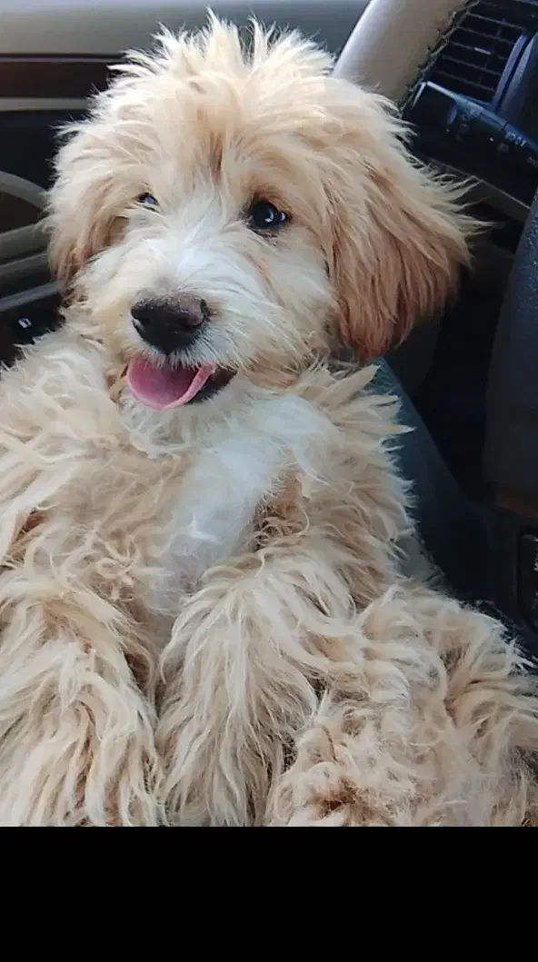 توله سگ پودل اشپیتز|سگ|مسجد سلیمان, |دیوار