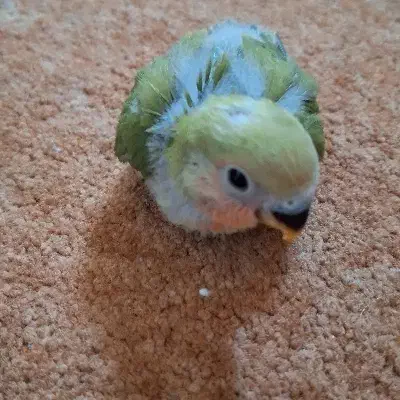 کوتوله برزیلی|پرنده|جهرم, |دیوار