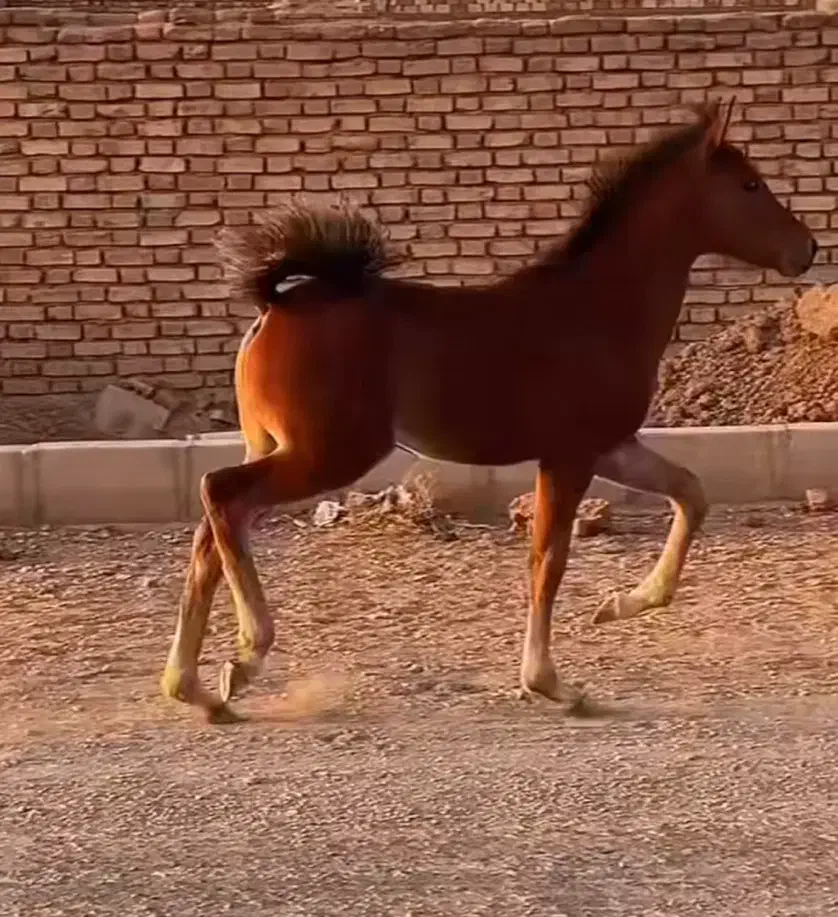 کره مادیان کرد|اسب و تجهیزات اسبسواری|یزد, |دیوار