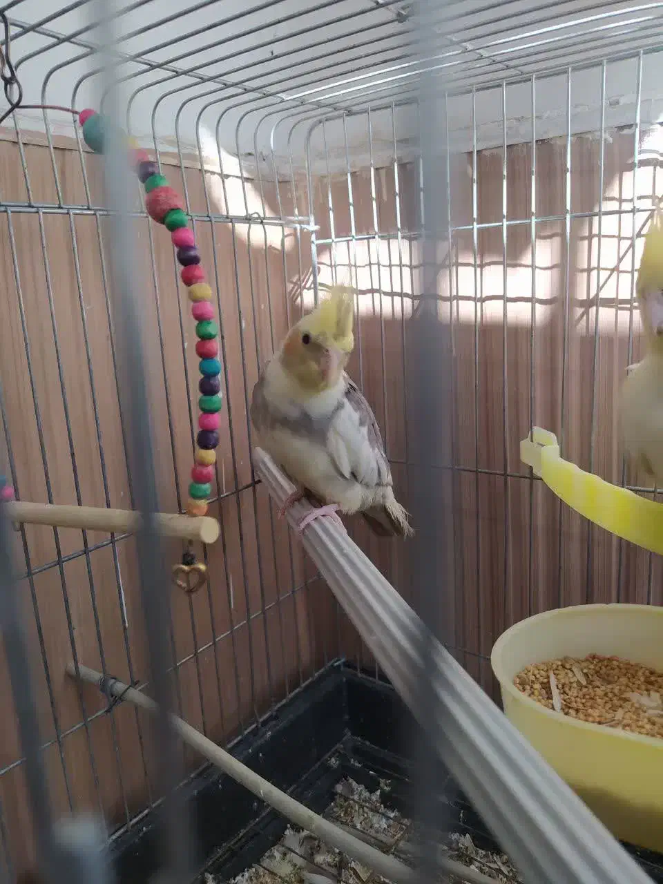 عروس هلندی|پرنده|تهران, بیسیم|دیوار