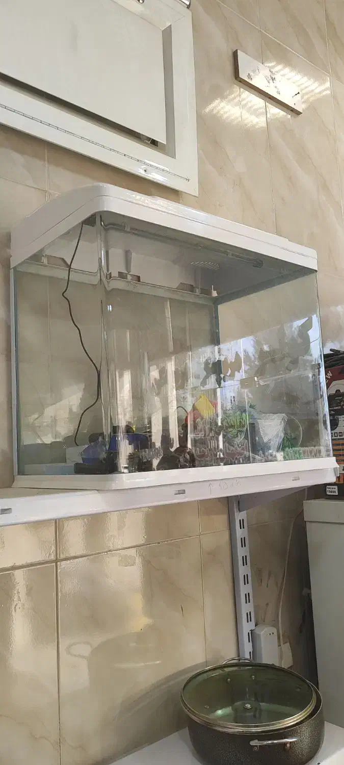 اکواریوم ماهی|ماهی|اصفهان, ارغوانیه|دیوار