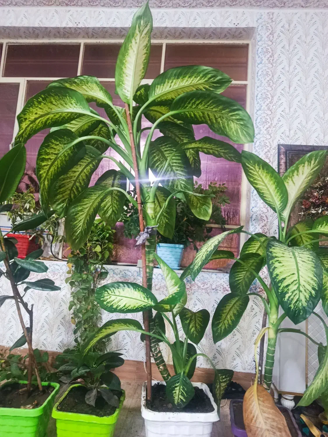 گل دیفن|گل و گیاه طبیعی|یاسوج, |دیوار