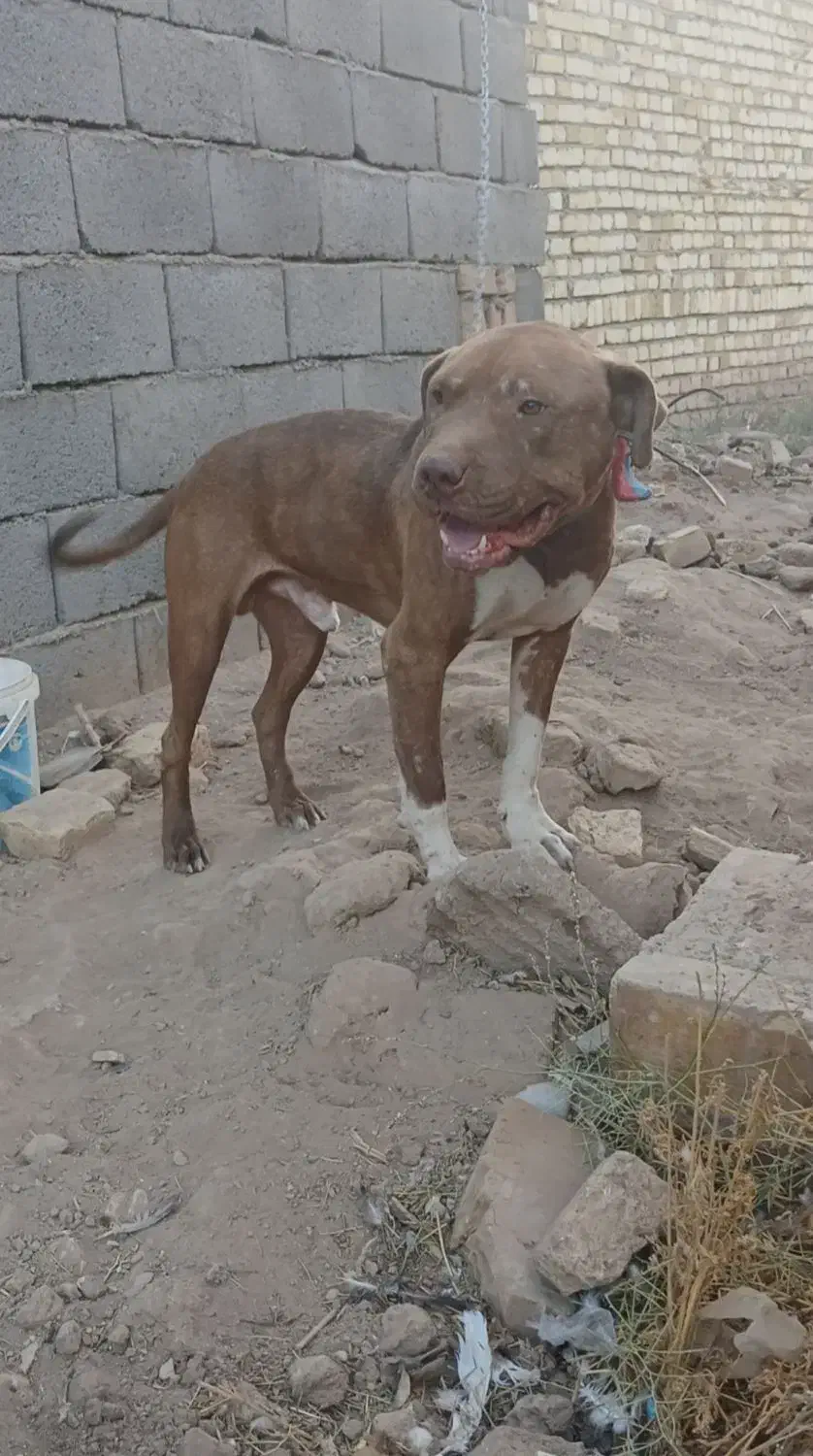 پیتبول نر|سگ|بوئین زهرا, |دیوار