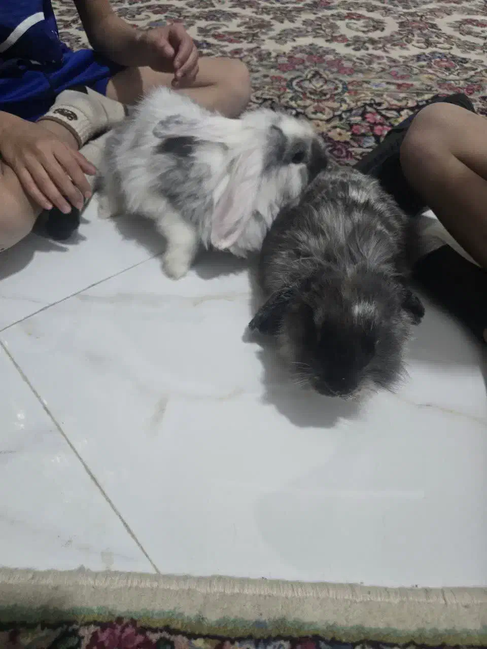 دو عدد خرگوش لوپ ۱۰۰ درصد|موش و خرگوش|کرمان, |دیوار