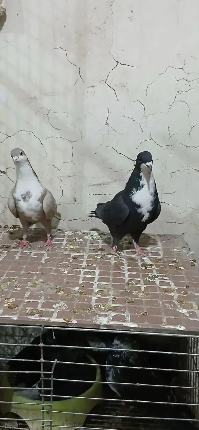 جفت ریش رسمی|پرنده|بافق, |دیوار