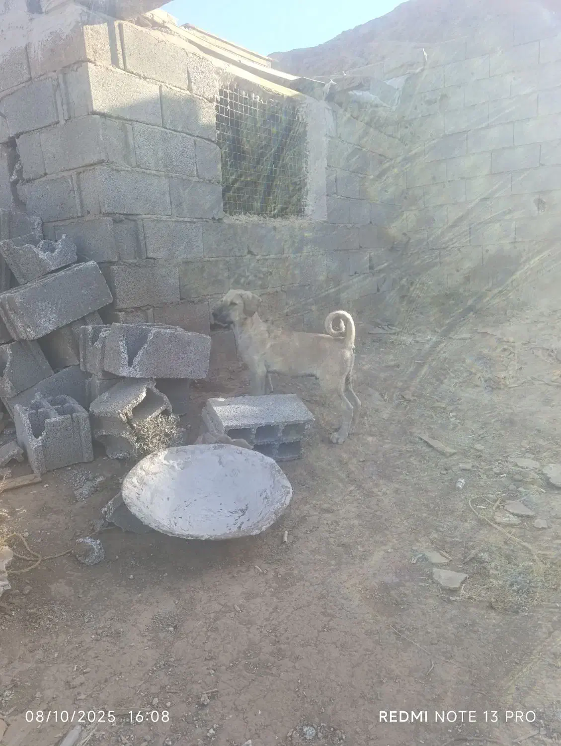 توله سگ سرابی|سگ|باسمنج, |دیوار