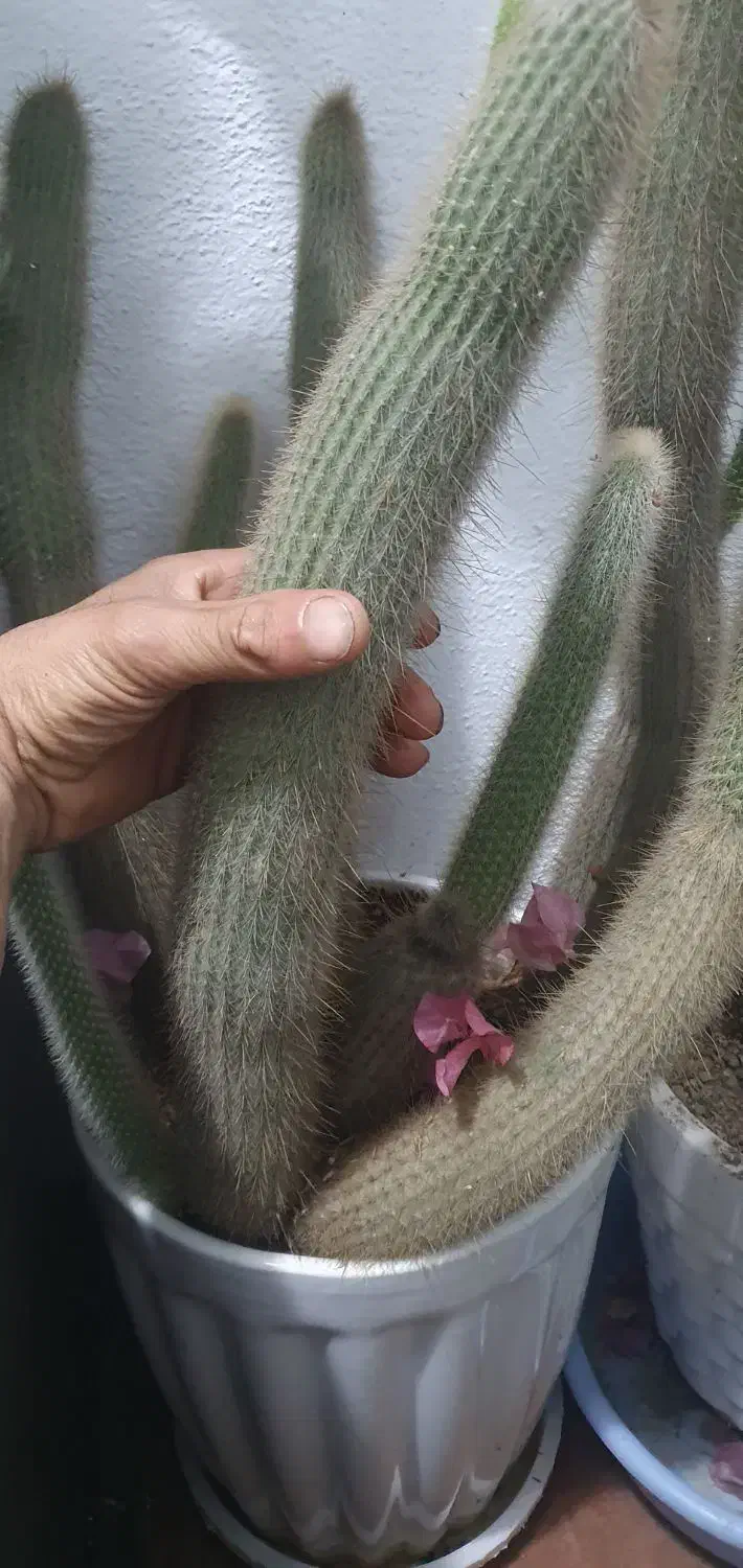 کاکتوس.معاوضه|گل و گیاه طبیعی|سهند, |دیوار