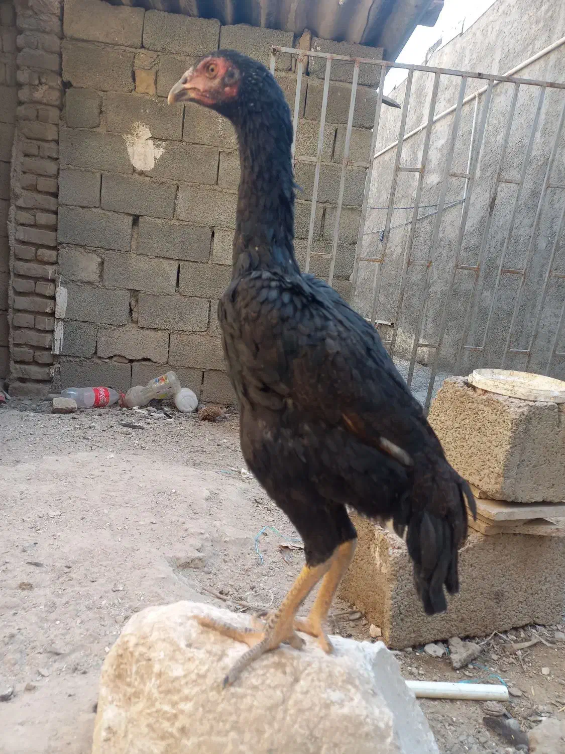 جوجه لاری اوشامو|حیوانات مزرعه|تنکمان, |دیوار