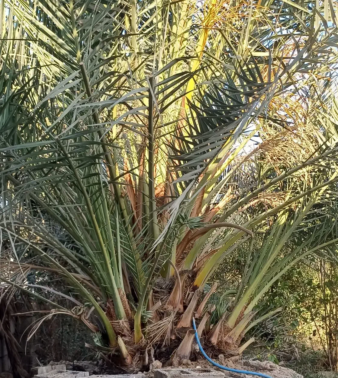 پاجوش نخل برحی|گل و گیاه طبیعی|شوشتر, |دیوار