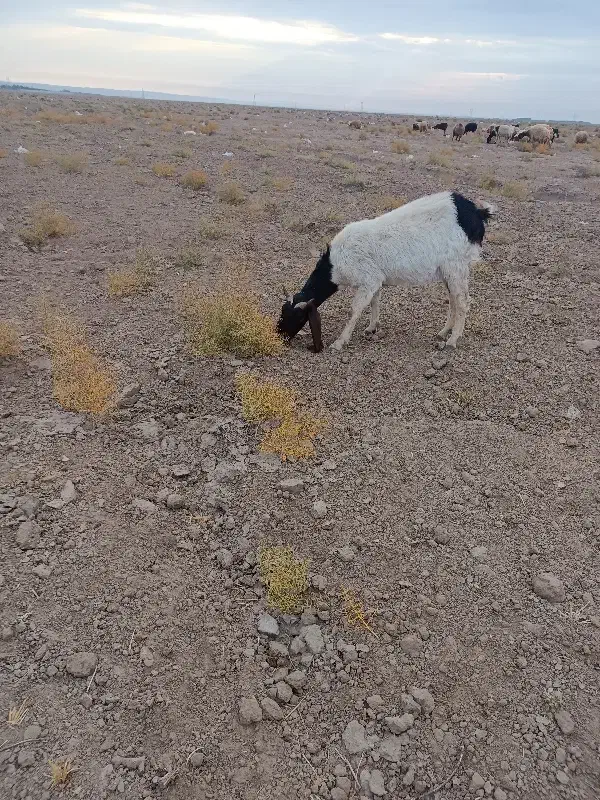 بز نسل دار اصل|حیوانات مزرعه|تایباد, |دیوار