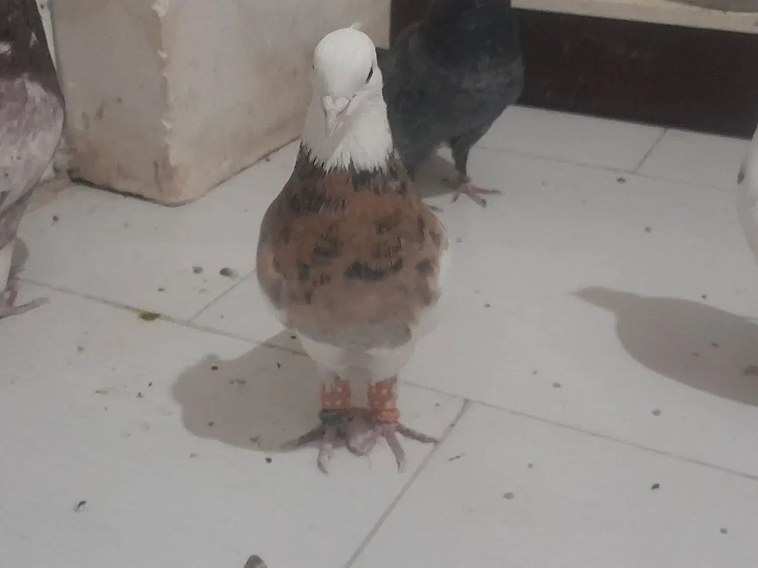 کبوتر طوقی|پرنده|پردیس, فاز ۸|دیوار