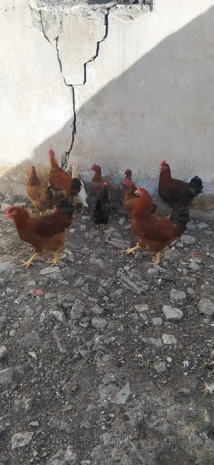 حیوانات محلی|حیوانات مزرعه|پیرانشهر, |دیوار