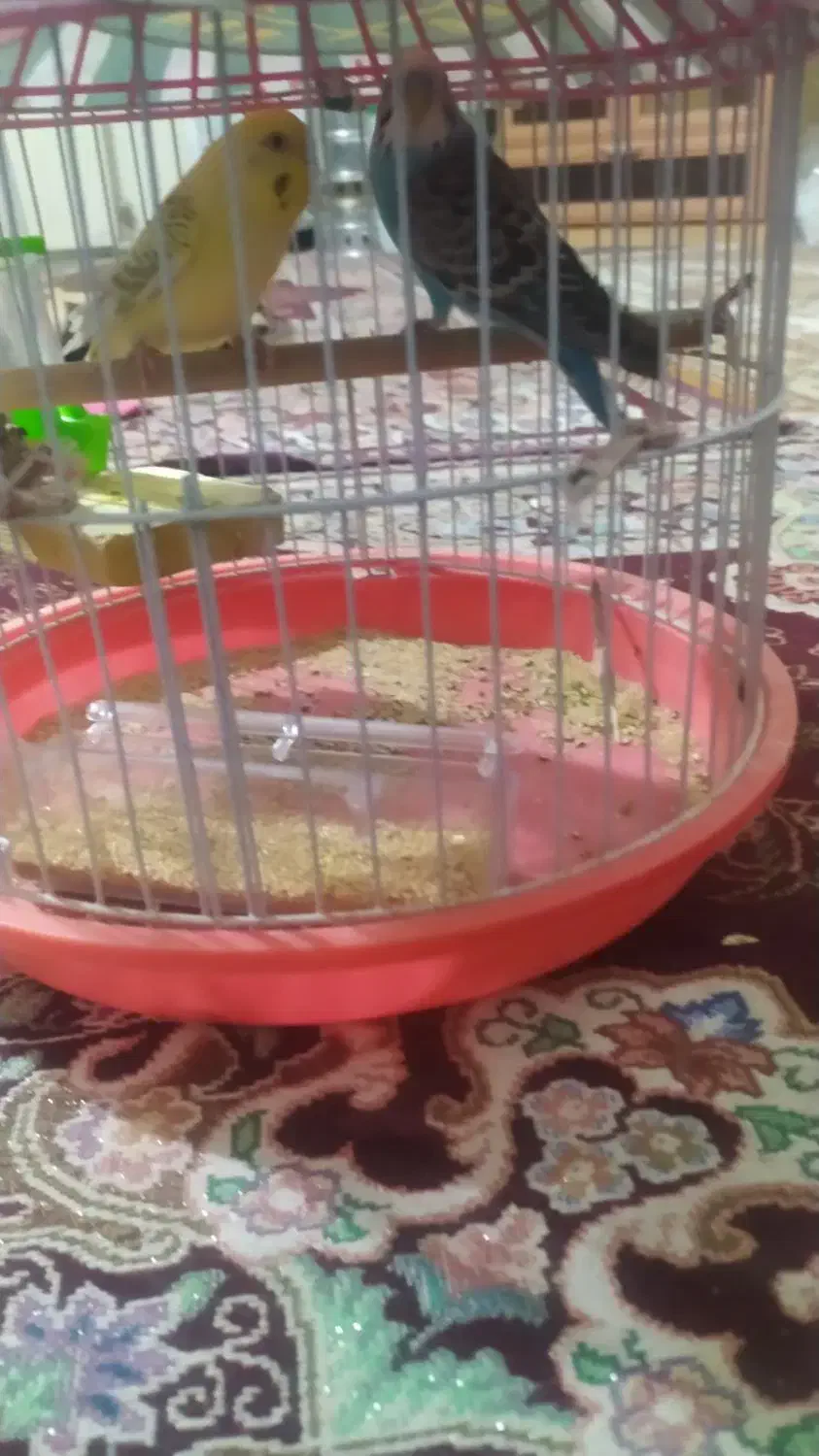 سلام یک جفت مرغ عشق|پرنده|مهرستان, |دیوار