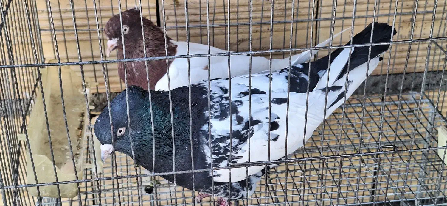 کبوتر سینه‌ای نرو ماده|پرنده|بومهن, |دیوار