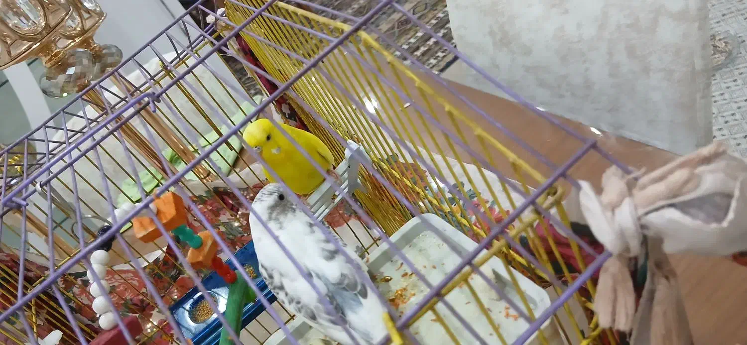 مرغ عشق|پرنده|سنندج, |دیوار