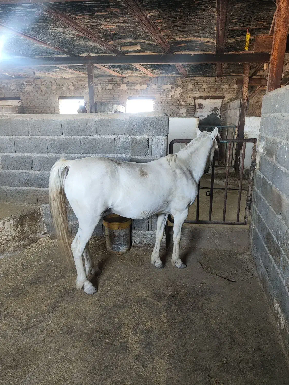 اسب فلابلا وپونی|اسب و تجهیزات اسب‌سواری|خمین, |دیوار