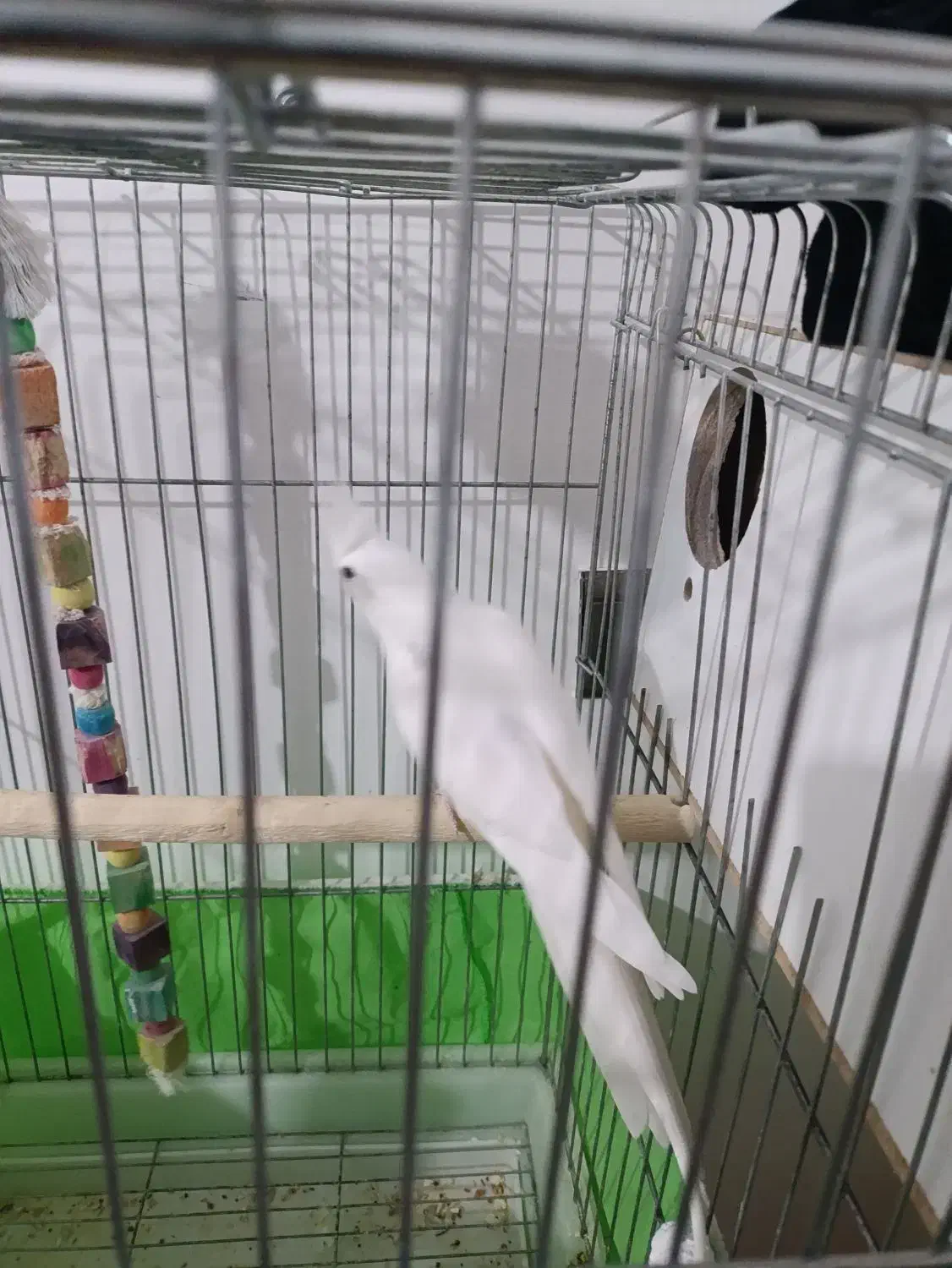 جفت عروس مولدبا یک جوجه دوکت|پرنده|شهریار, شهرک امیریه|دیوار